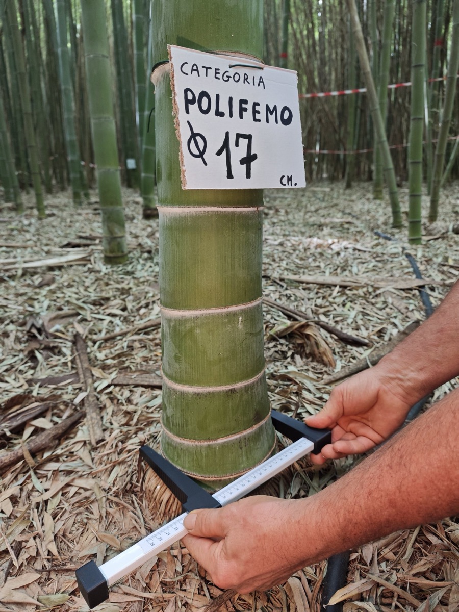 Una canna di bambù da 17 centimetri misurata con il calibro