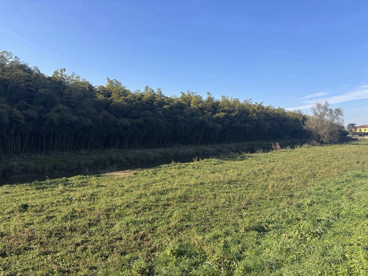 La foresta di bambù di Ripapersico vista dal campo